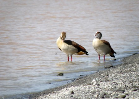 Egyptian geese